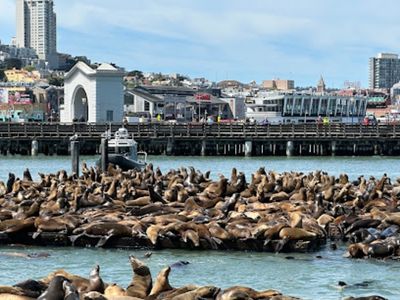 Sea Lion Viewing Area