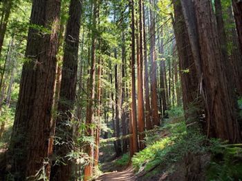 Reinhardt Redwood Regional Park